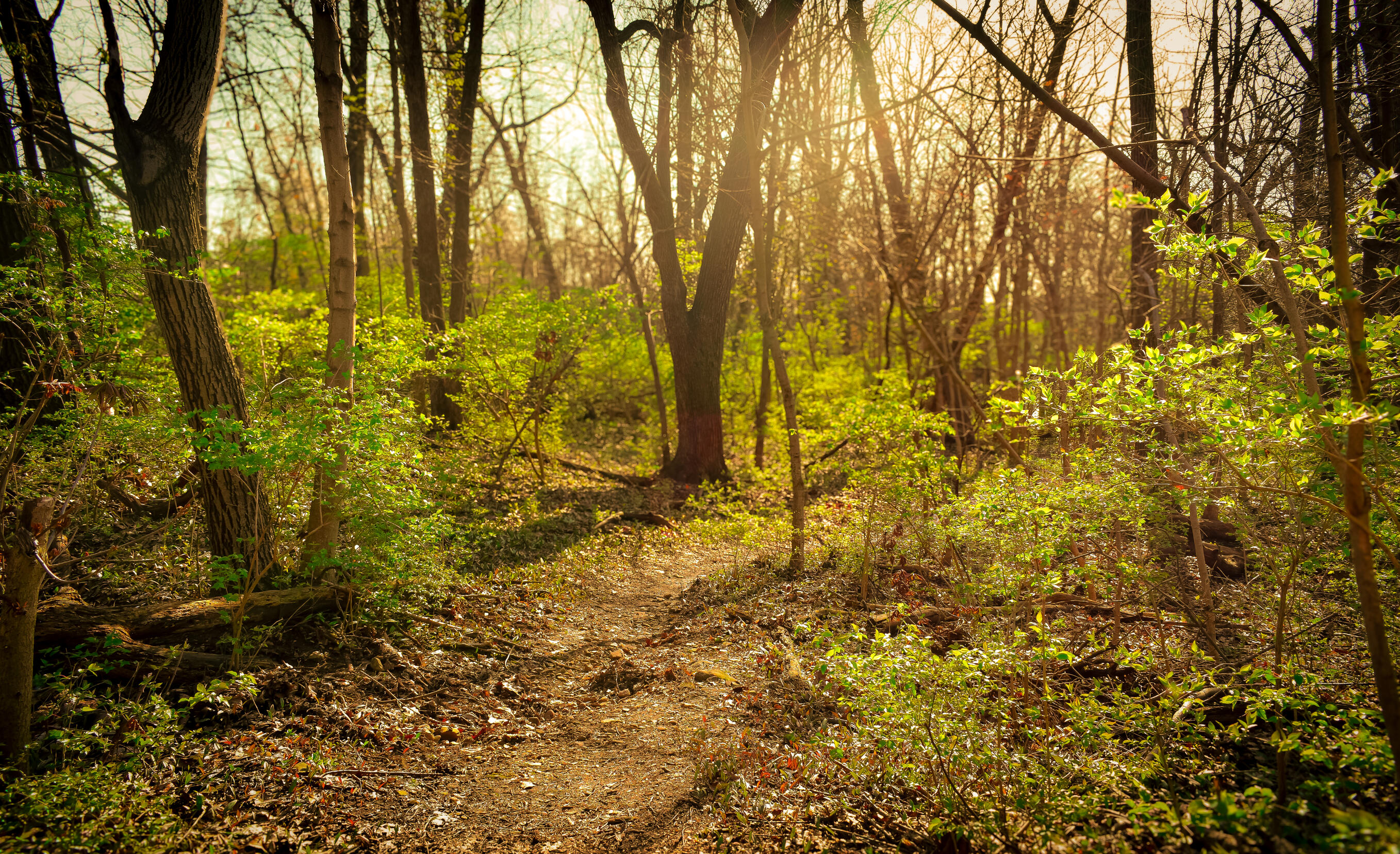 Nature
