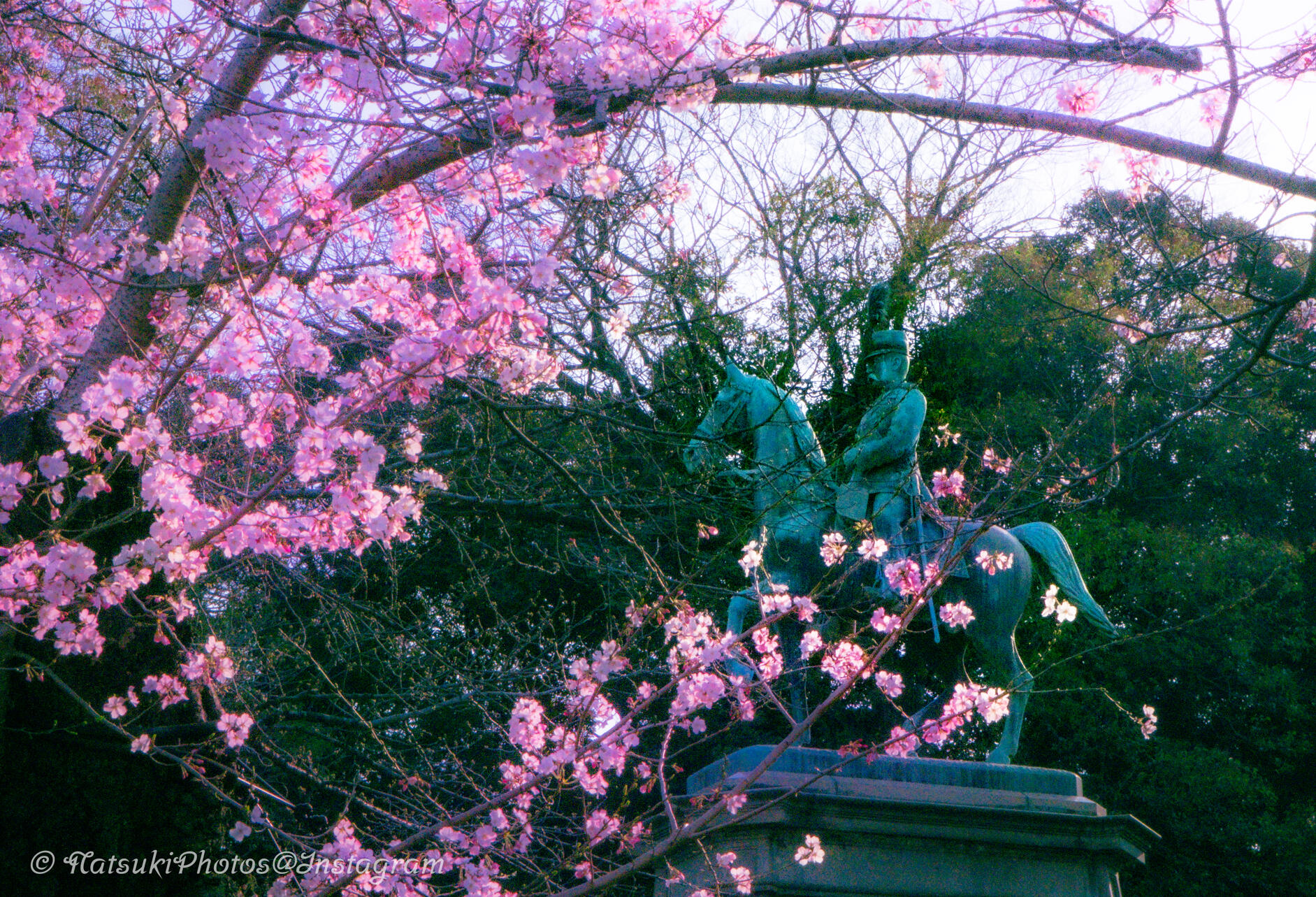 Ueno Sakura